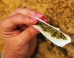 1000 Veterans Line Up For Free Marijuana
