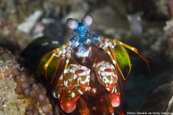 mantis shrimp