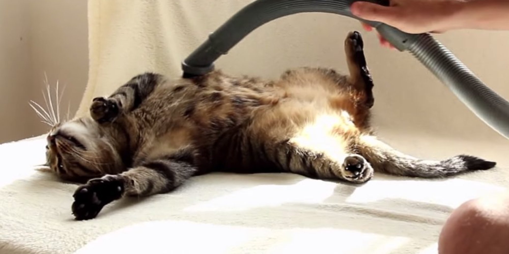 This Cat Loves Being Vacuumed So Much, He May Have Been A Carpet In A