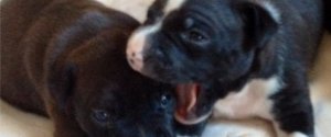 THE DOG RESCUERS