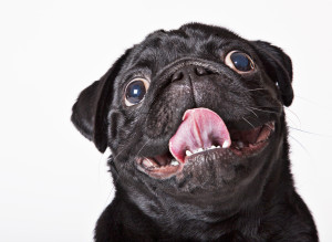 Crazy Animal