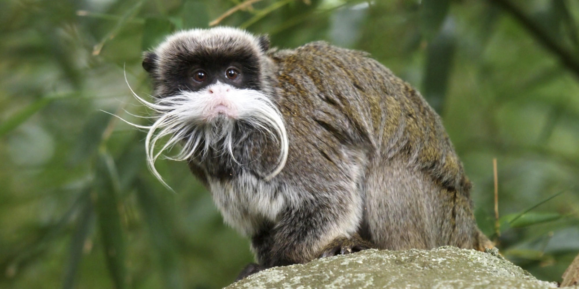 What Can Monkeys Teach Hipsters About Beard Evolution? | HuffPost UK