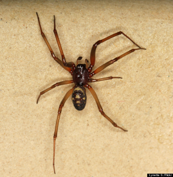 Mystery 'Spider' Bite Causes Personal Trainer Nicky Thornley To Nearly