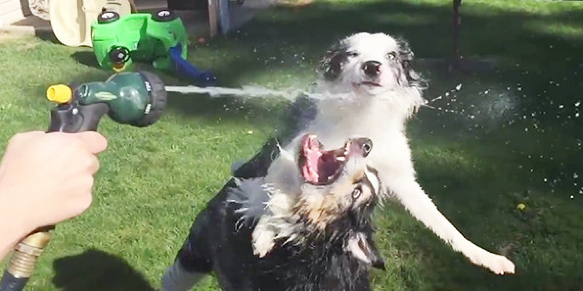 Dogs Attacking A Garden Hose In Slow Motion Is Weird And Majestic