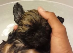 Puppy Falls Asleep In Bath