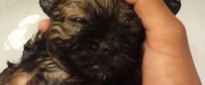 PUPPY FALLS ASLEEP IN BATH