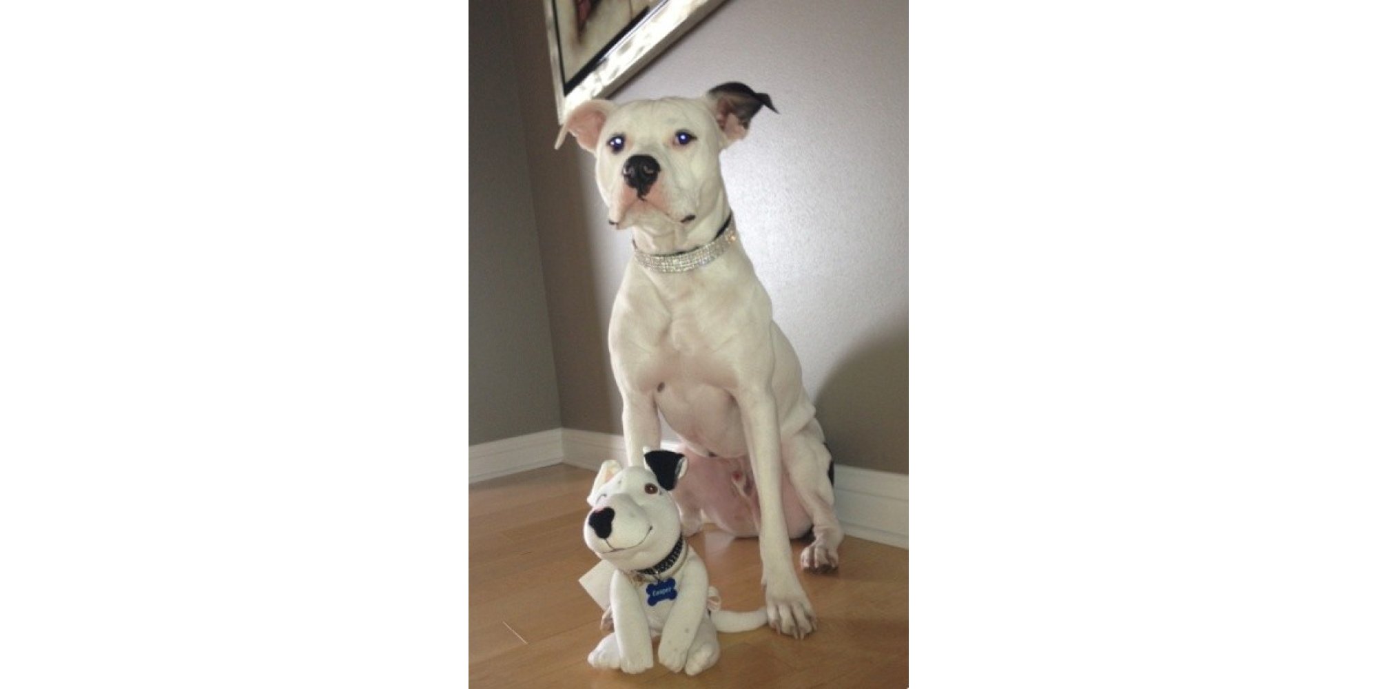 pet stuffed animal look alike