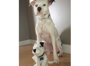 Dogs
