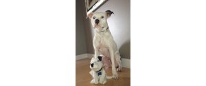 DOGS