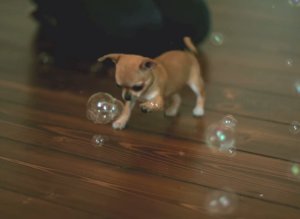 Chihuaha Bubbles