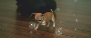 CHIHUAHA BUBBLES