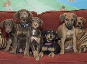 Dumpster Puppies