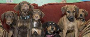 DUMPSTER PUPPIES