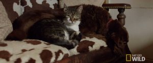 GUIDE CAT BLIND DOG