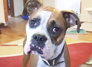 Dog Upset Couch