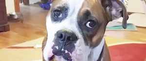DOG UPSET COUCH