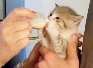 Kitten Bottle