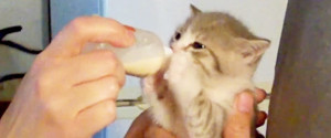 KITTEN BOTTLE