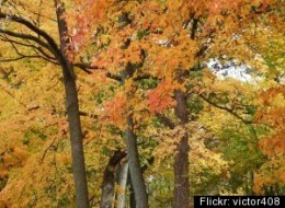 Weekend Getaway? Lake Geneva Offers Fall Colors, Beer Tasting