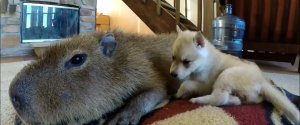 JOEJOE AND PUPPIES