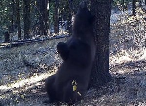 Bear Itch