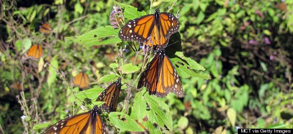 Good News For The Monarch Butterfly