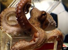 s-PAUL-THE-OCTOPUS-DEAD-DIES-DEATH-large.jpg