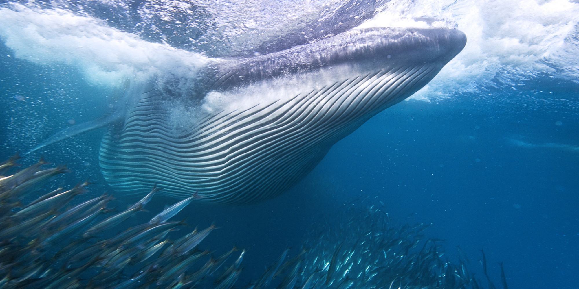 BRYDES-WHALES-facebook.jpg