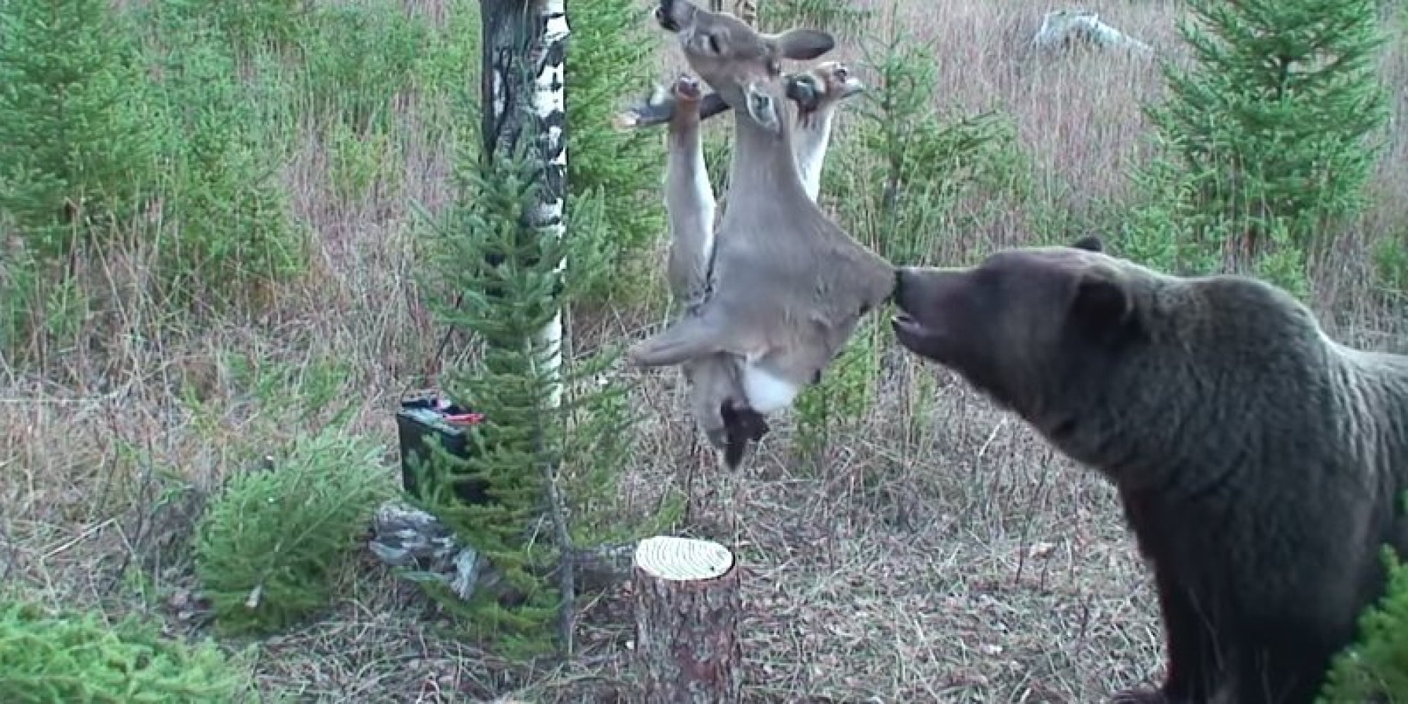 Grizzly Bear Wins Electric Deer Carcass Experiment, Because It's