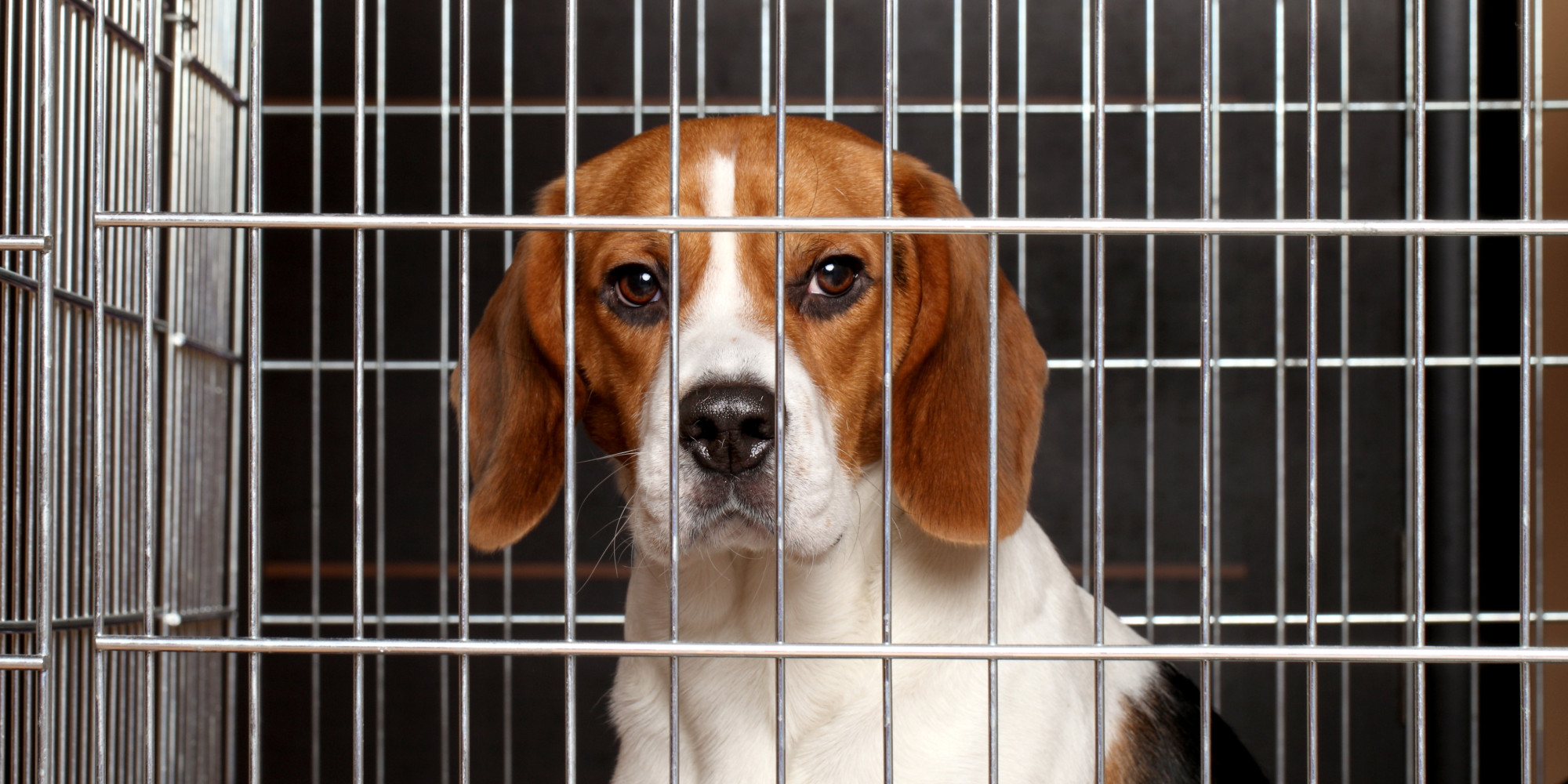 Beagle blinding, killing leaves animal experimentation proponents on
