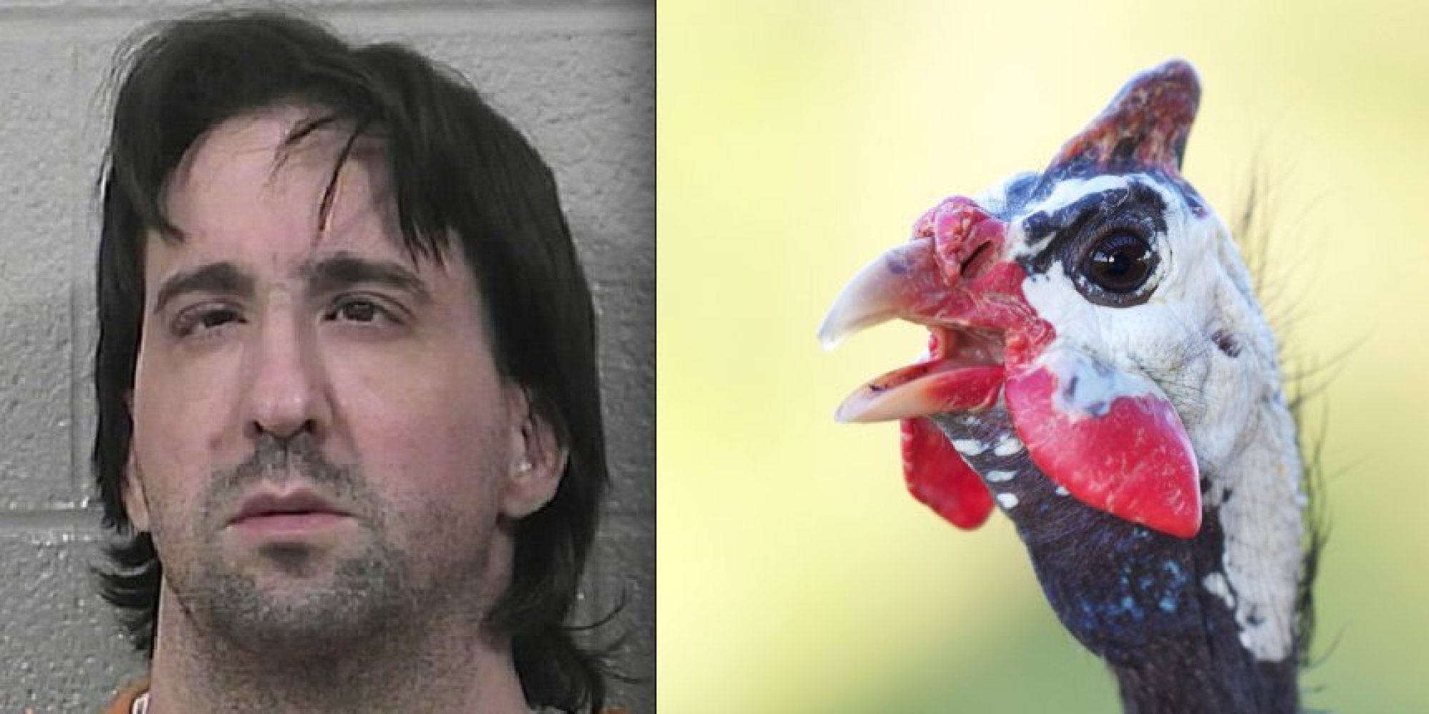 Man Who Had Sex With Chicken Allegedly Has Sex With Guinea Fowl Huffpost 4838