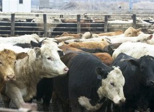 Meat Industry Cattle Antibiotics Fda Limits
