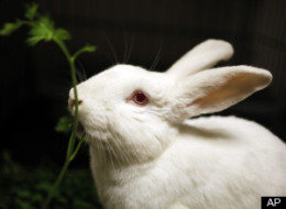New Yorkers Can't Handle Shakespeare Company Skinning Rabbits On Stage