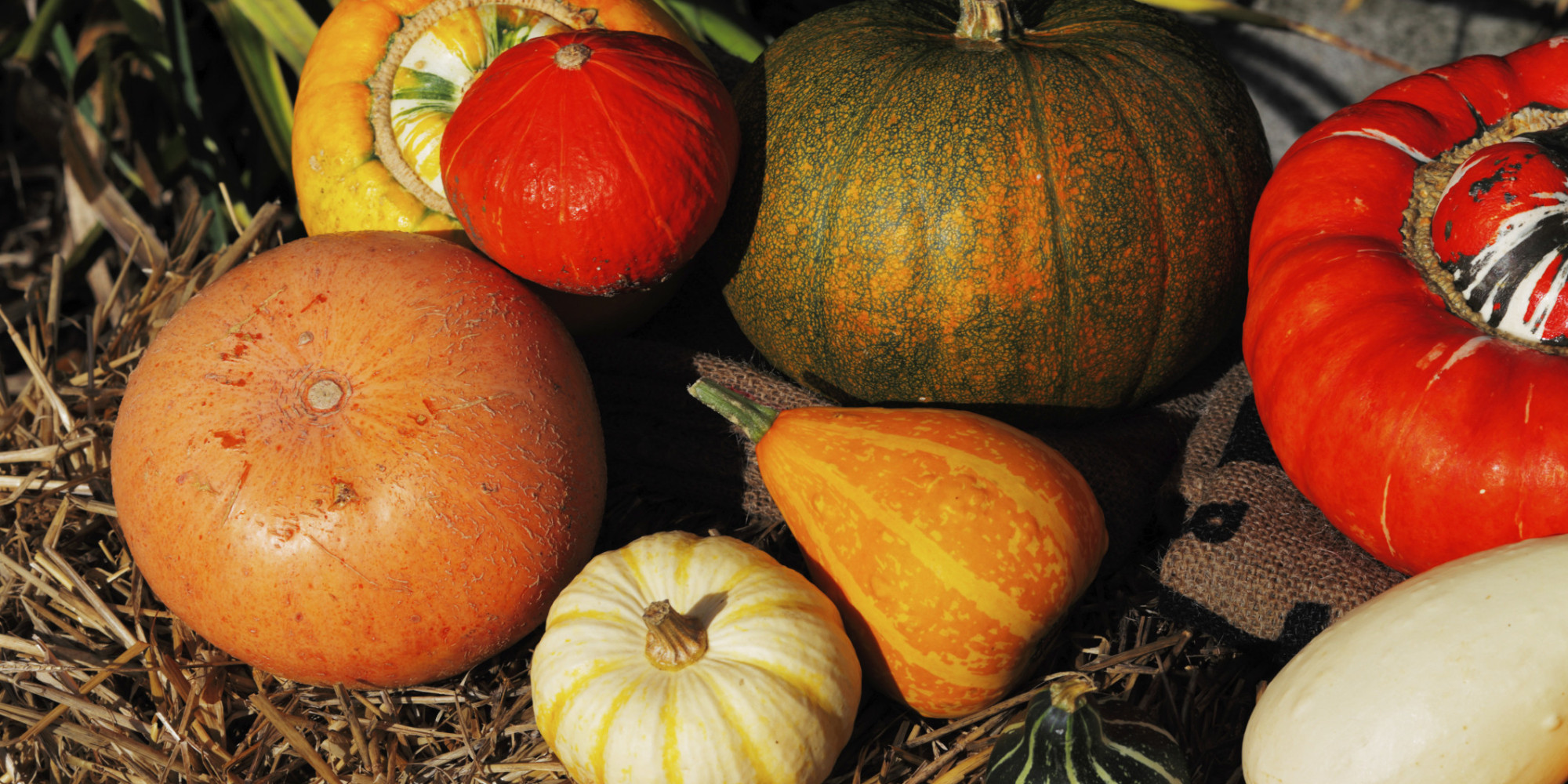 Кабачок Скрещенный С Тыквой Фото — Фото Картинки