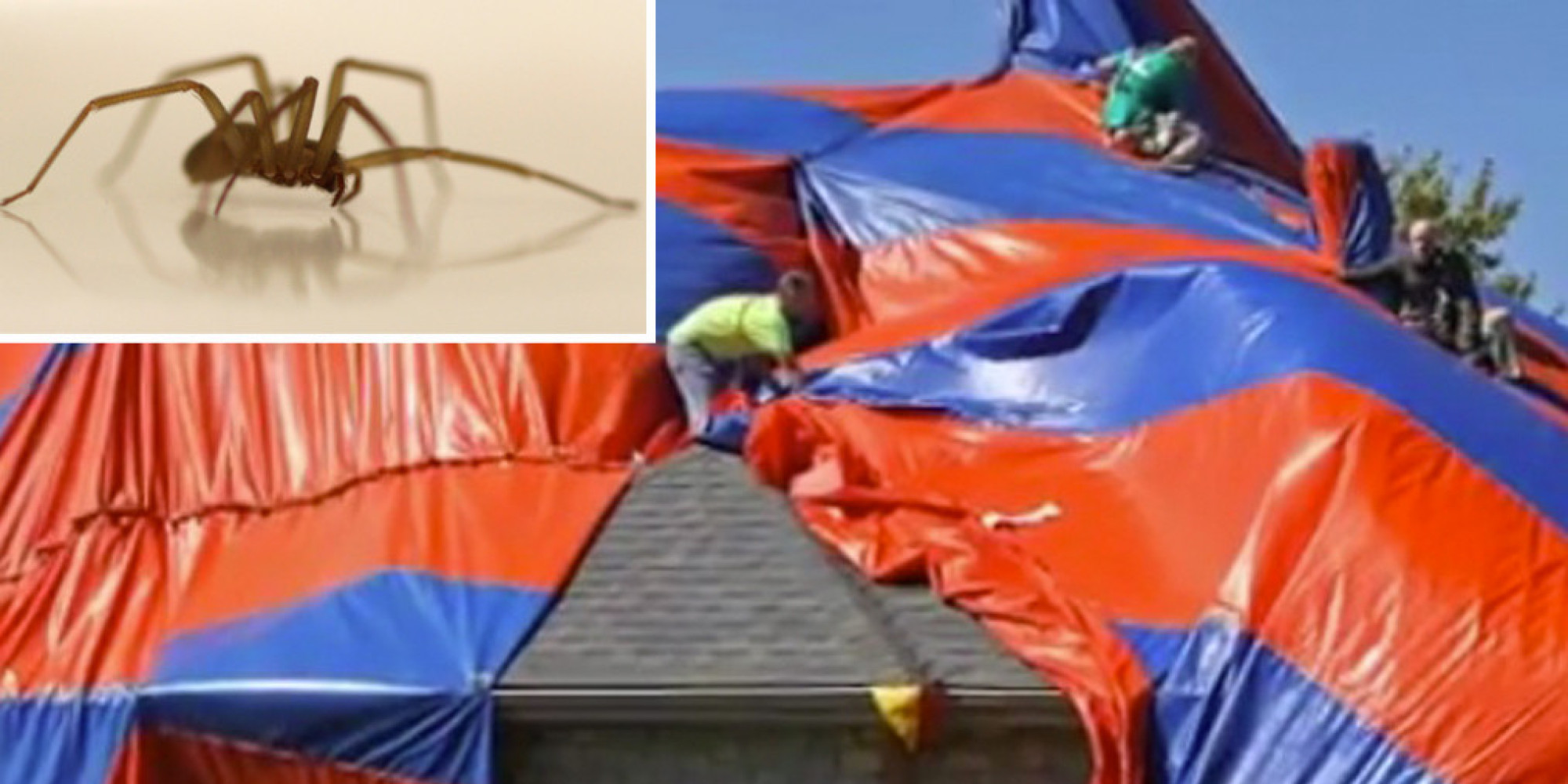 6,000 Brown Recluse Spiders Infest Missouri Home In Real Life
