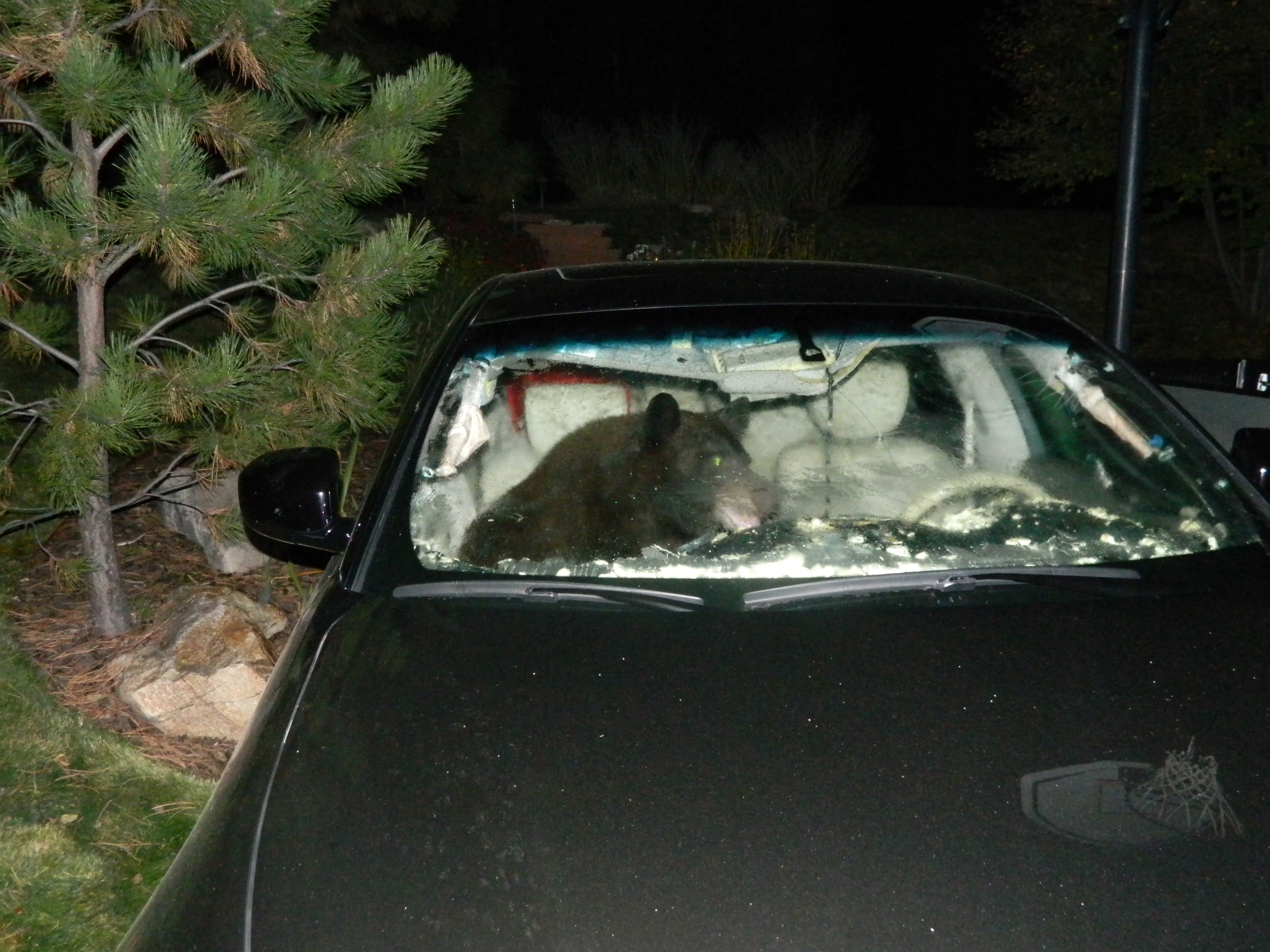 bear in car