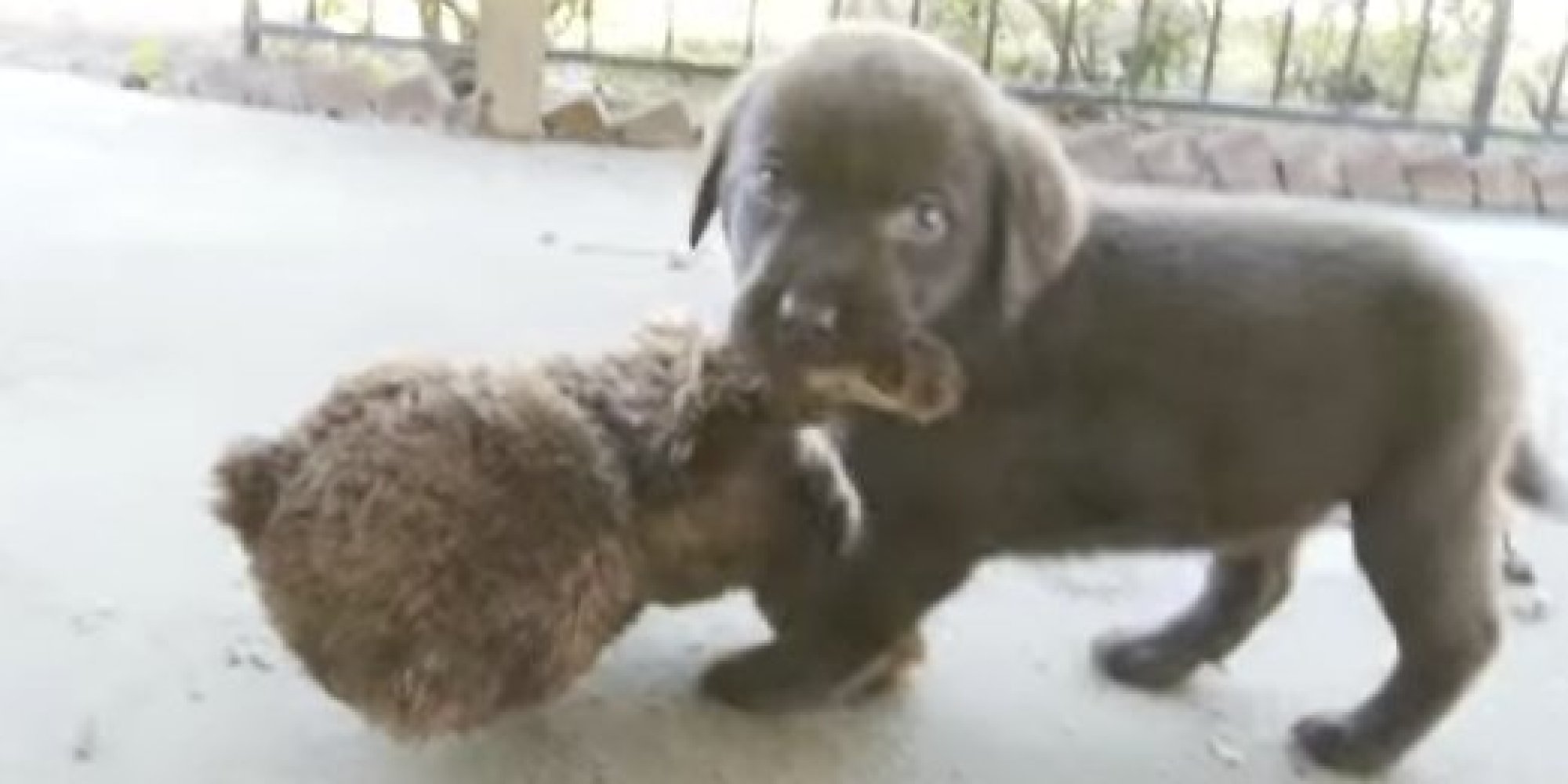 black lab teddy bear