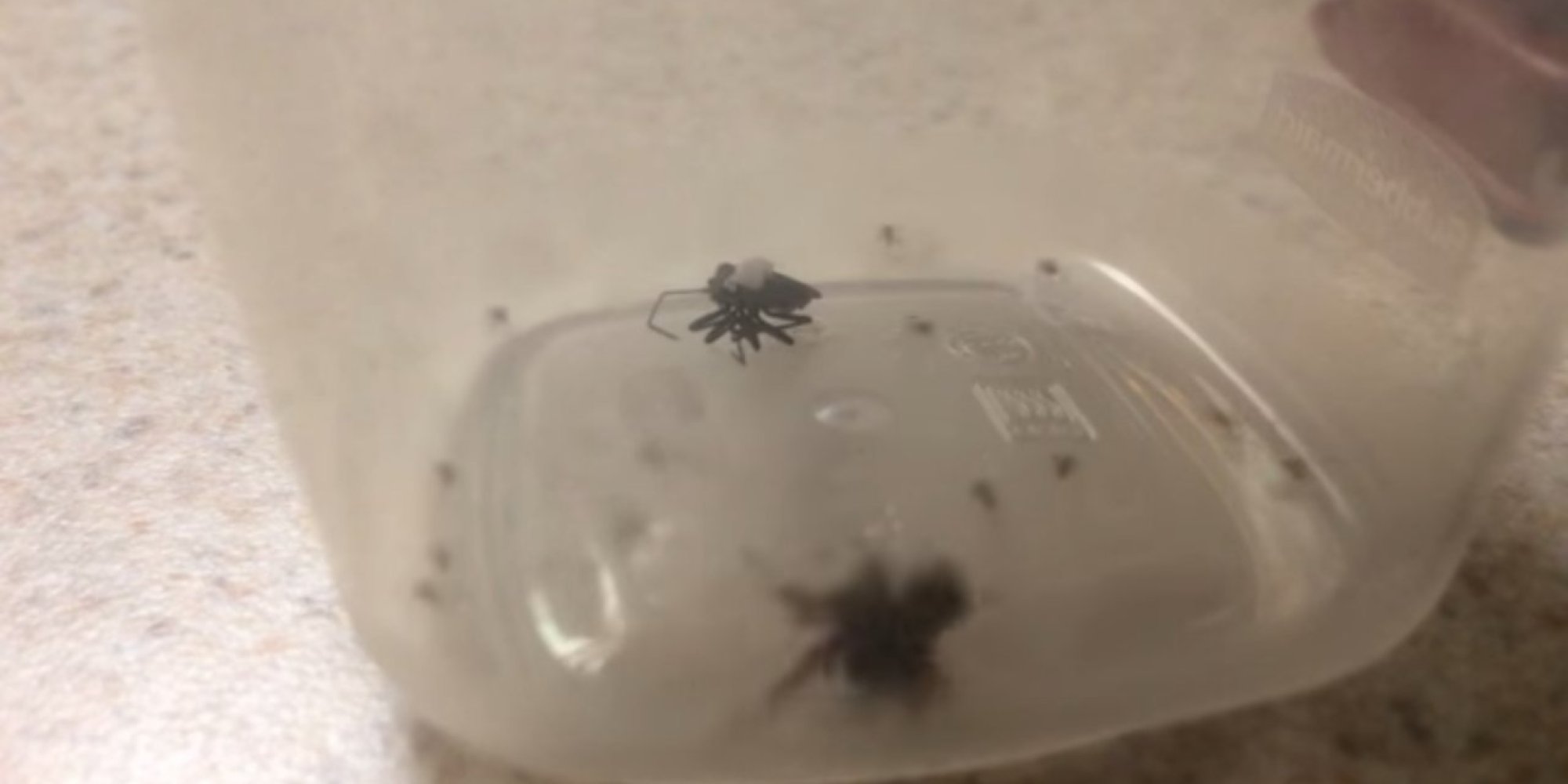 Watch This Mommy Spider 'Explode' With Babies During A Violent Showdown
