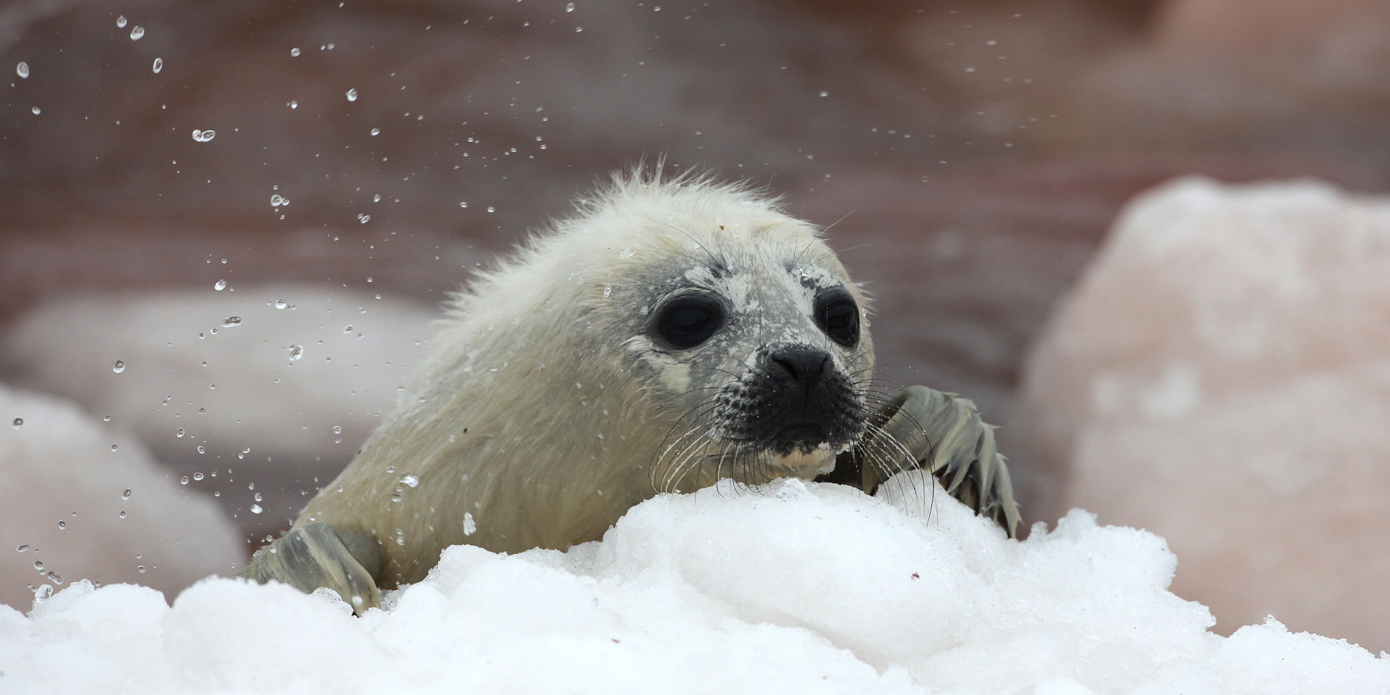 canadian-seal-product-deal-nears-as-canada-eu-work-toward-inuit