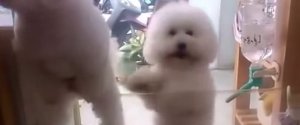 DISCO DANCING DOG BICHON FRISE