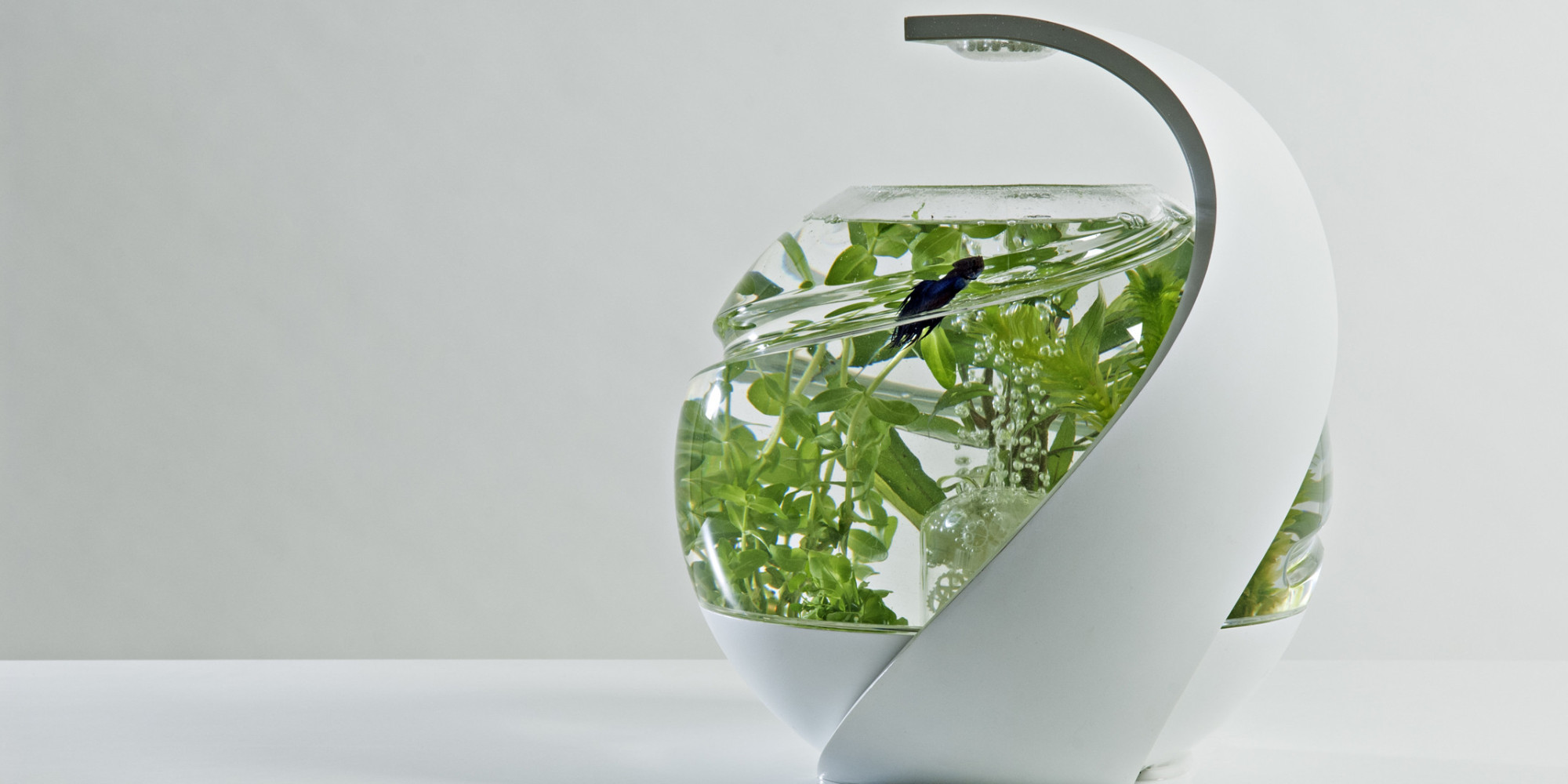 Fish Tank Deutsch Fish Tank Deutsch
