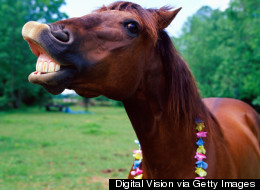 Denmark To Ban Sex With Animals