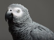 s-PARROT-small.jpg