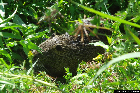 nutria