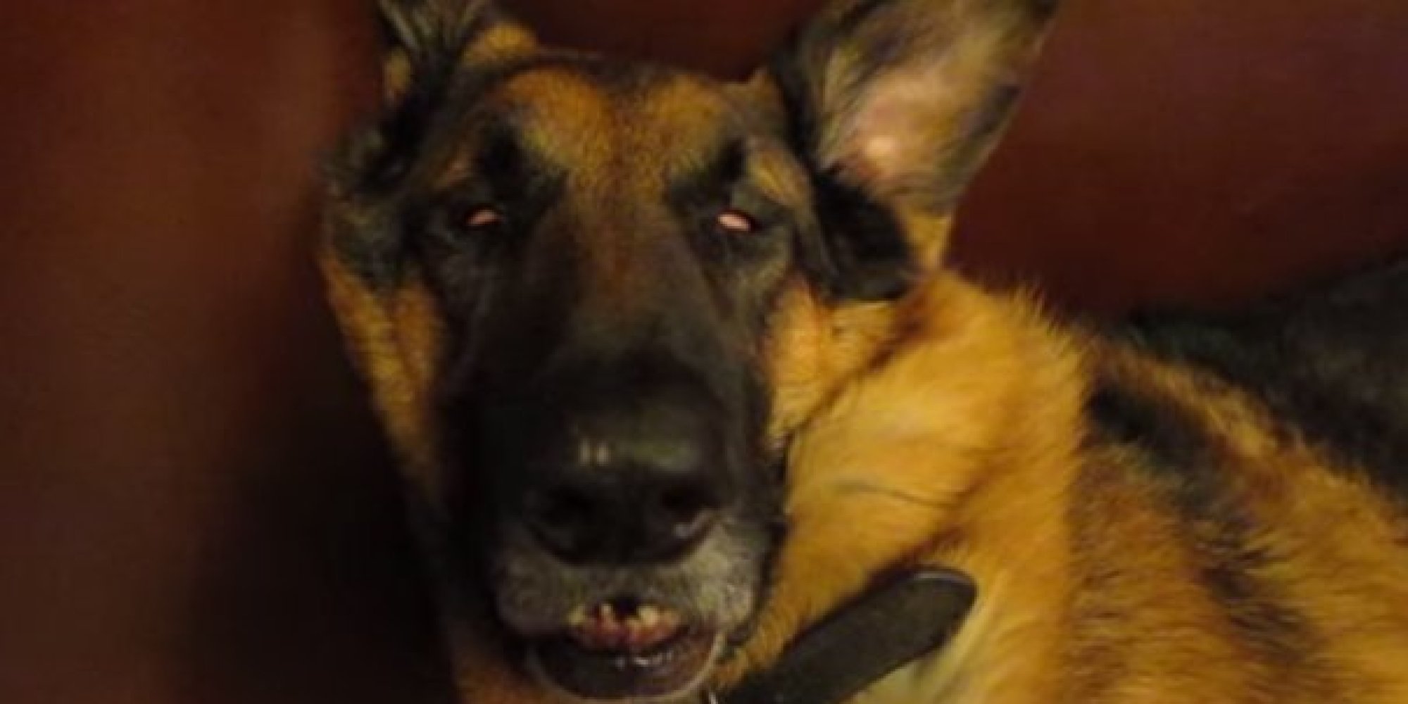 This Dog Waking Up From A Very Deep Sleep Is Basically All Of Us | HuffPost