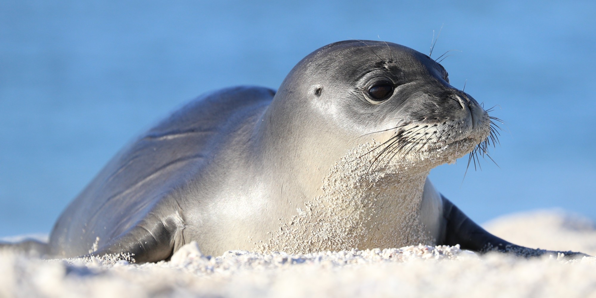 endangered-hawaiian-monk-seals-making-very-cute-comeback