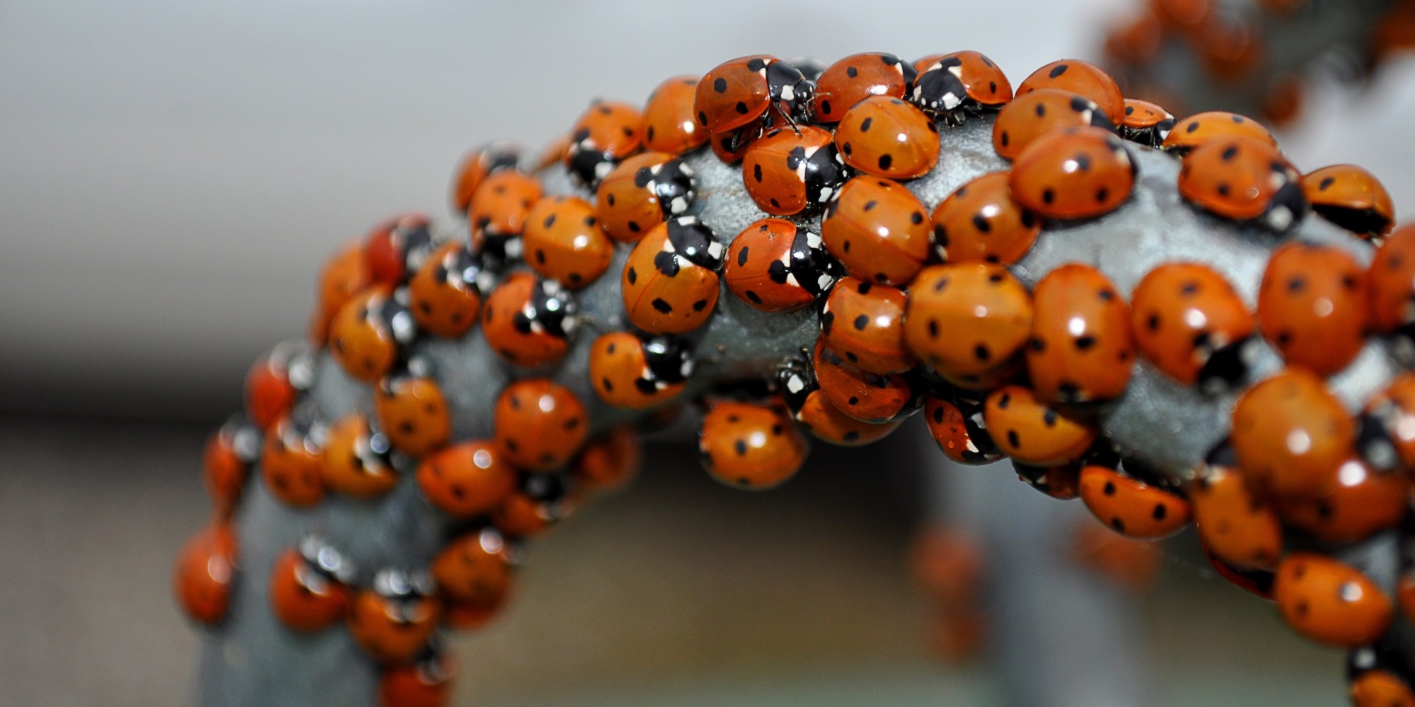 swarms-of-biting-ladybugs-invade-montreal-area-homes