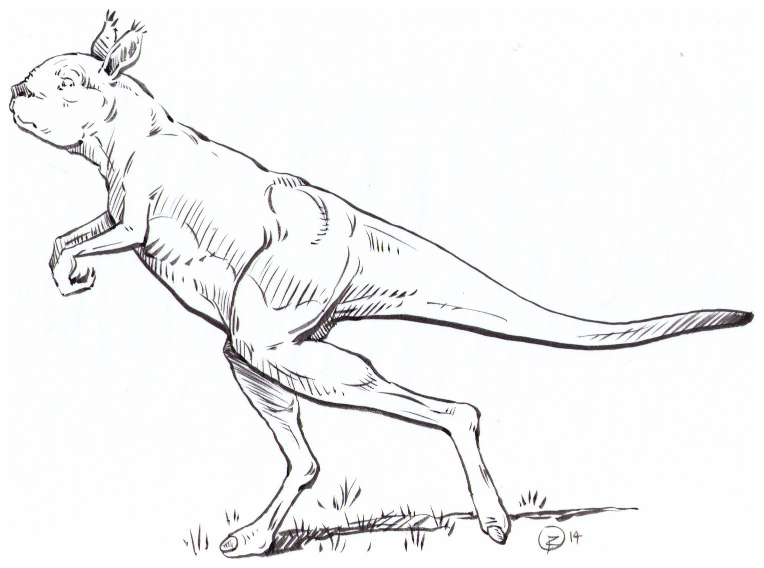 kangourou geant