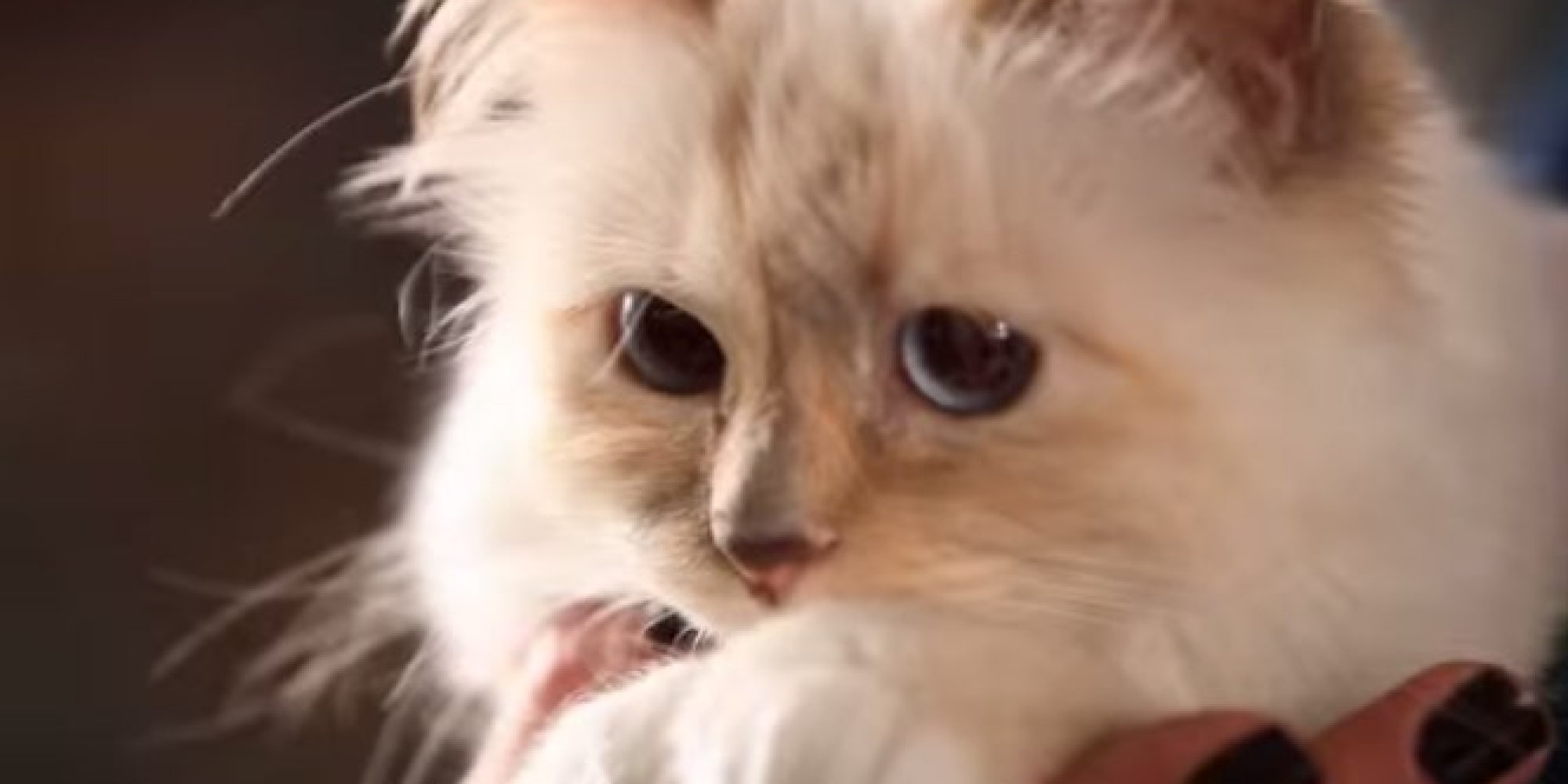 Choupette Lagerfeld's Beauty Line Is Finally Here HuffPost