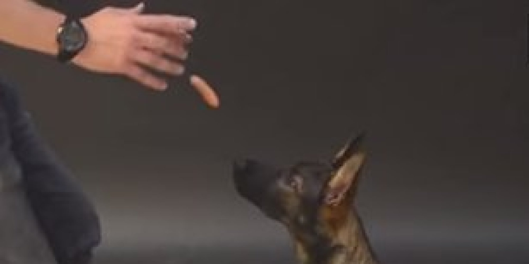 Dogs React To Levitating Hot Dog Trick And It's Magically Hilarious